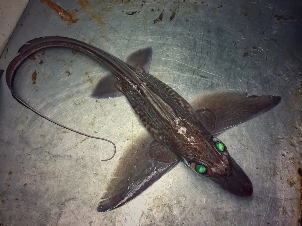 pesca