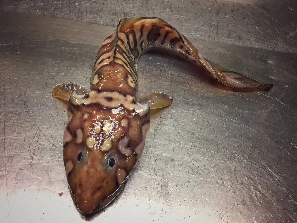 Pescador ruso captura extrañas criaturas de aguas profundas