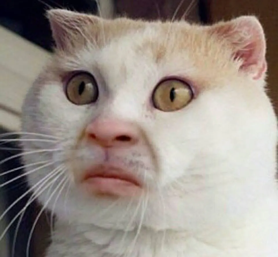 Imágenes de humor y un video de The Beatles