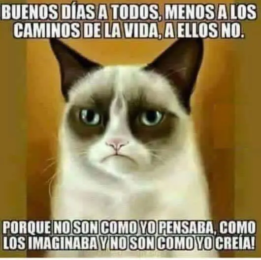 ¿No puedes dormir? Mírate estas 30 imágenes de Humor