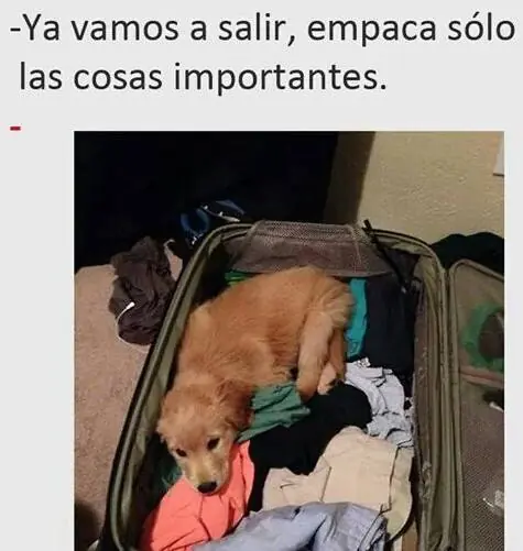 humor taringuero