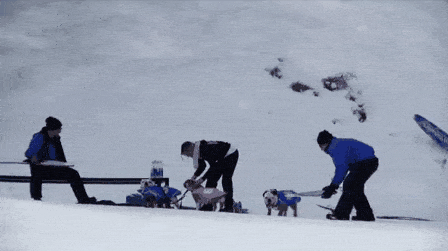 Los mejores Gifs de la semana