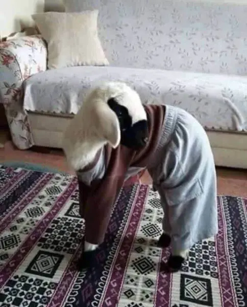 denunciado papu