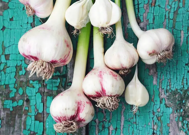 ¡Deja de comprar ajo! nira como puedes cultivar en tu casa