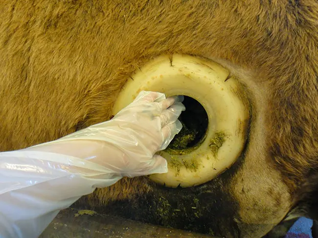 vacas vacas