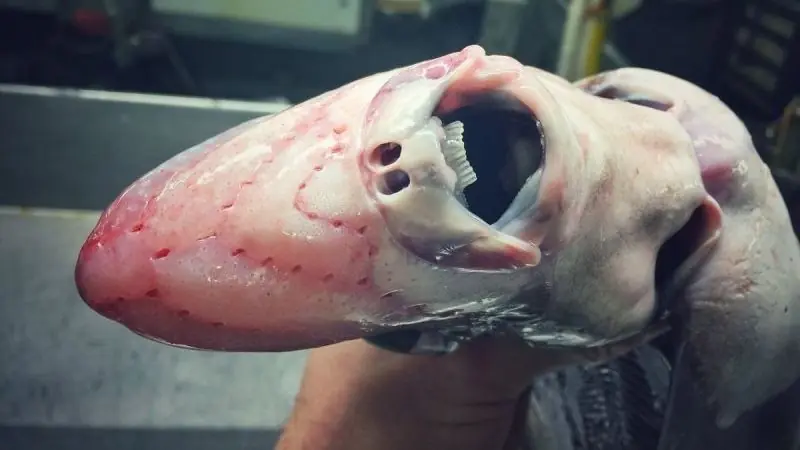 Las capturas de este pescador te darán pesadillas