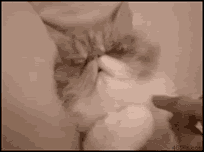 Gifs