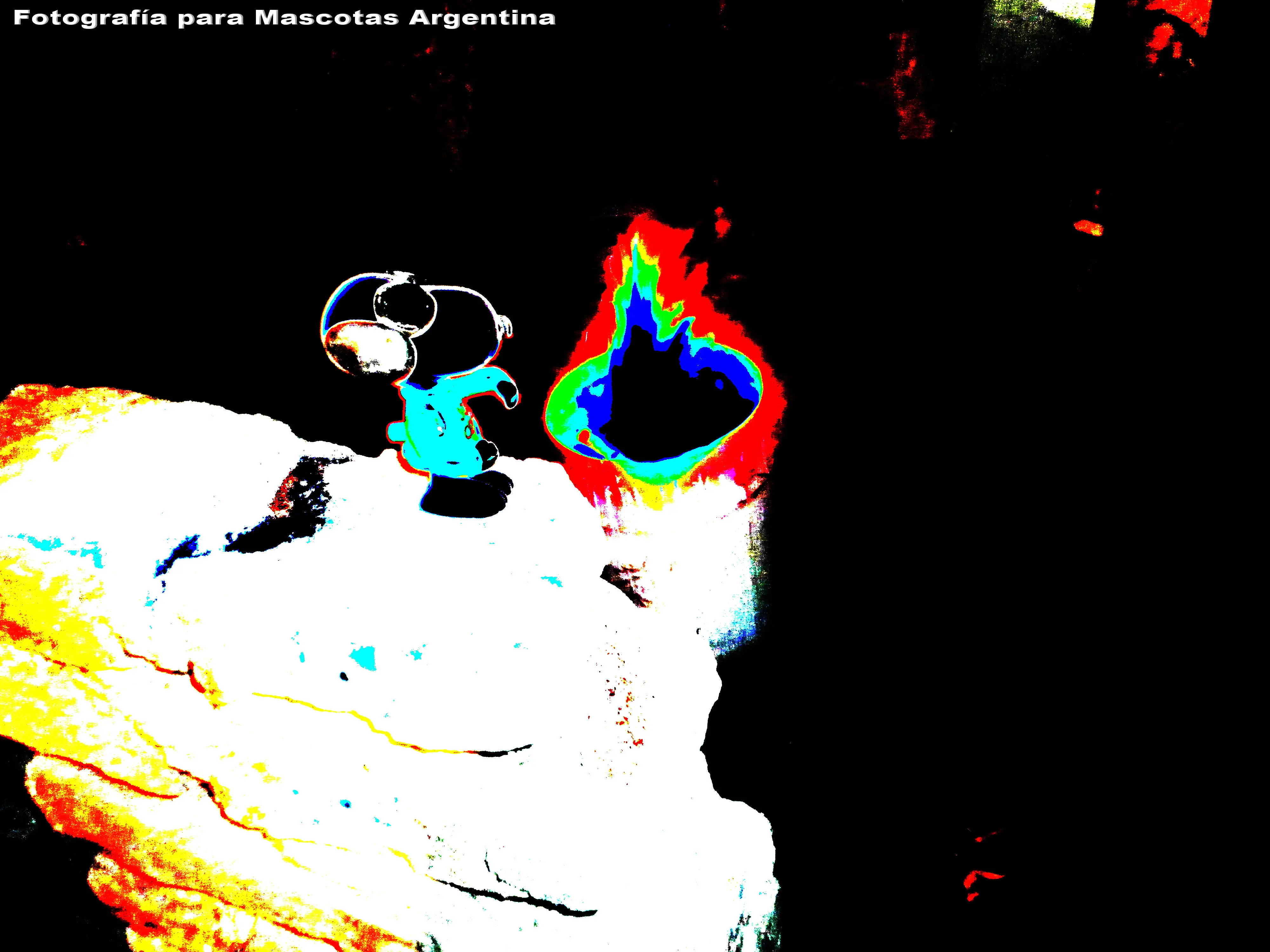 Salchi Pensamientos Dachshund Libro 6 Argentina Salch