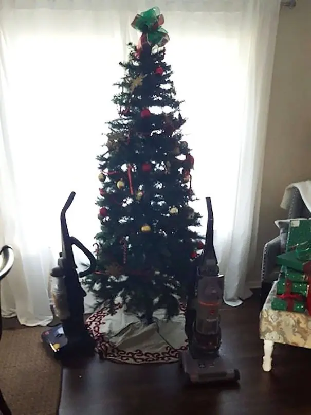 gatos