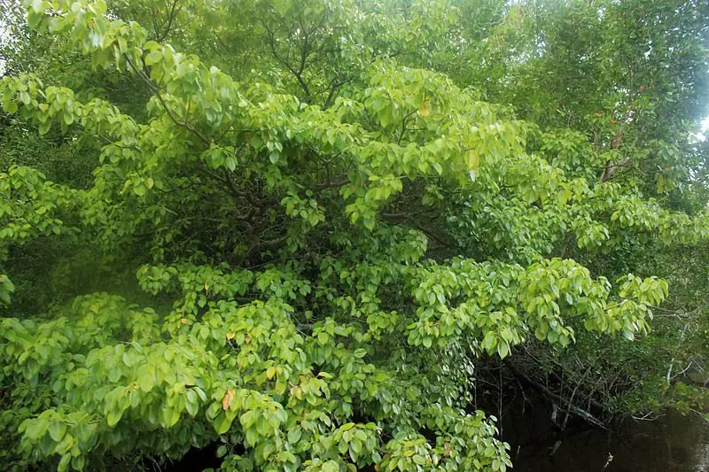planta venenosa