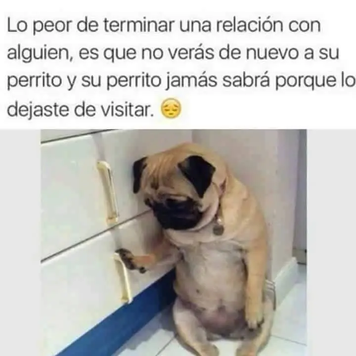 humor para desvelados