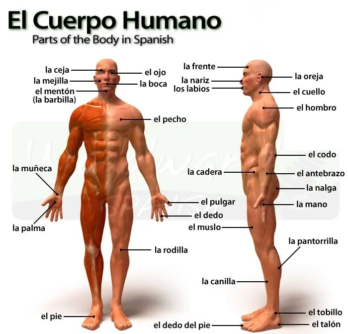 Partes del cuerpo en Inglés