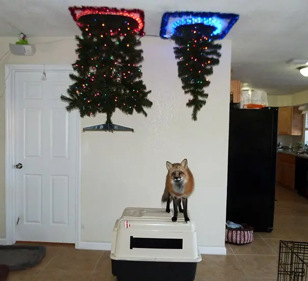 Esto si es cuidar el árbol de Navidad de tus mascotas