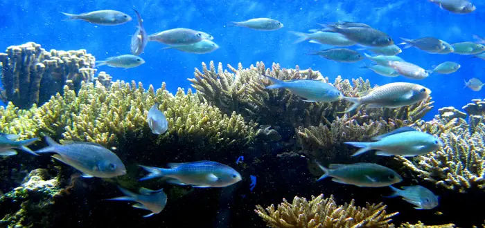 peces