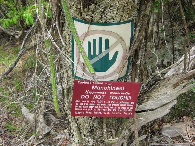 Hippomane mancinella