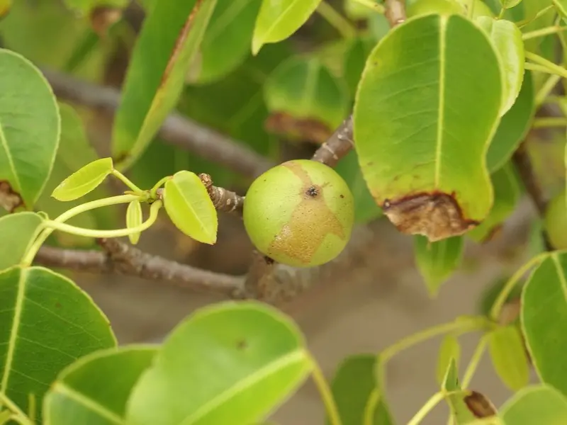 fruto venenoso