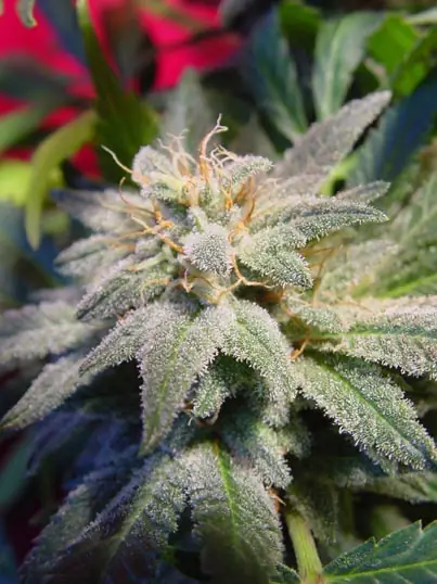 marihuana