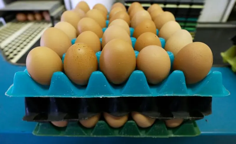 Porque en EEUU se tiene que refrigerar los huevos