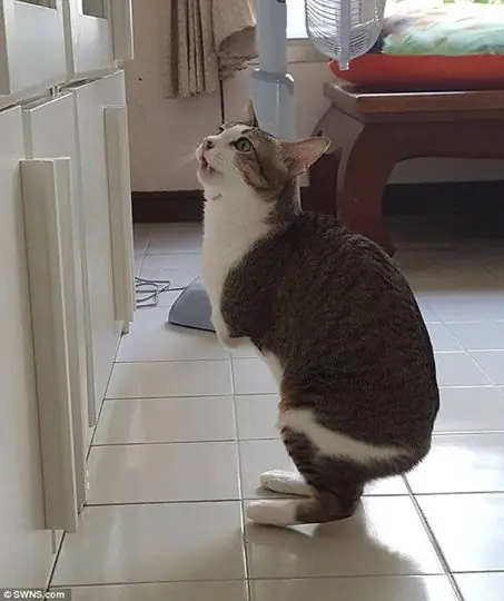 Anda