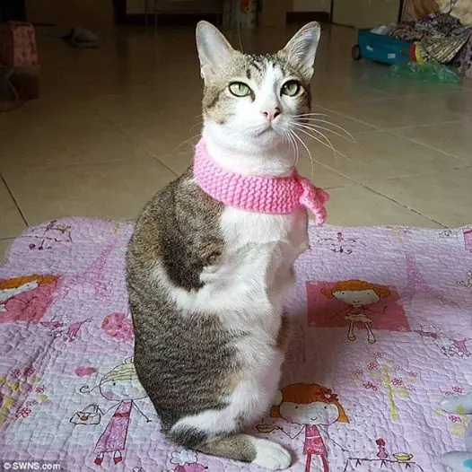 gato