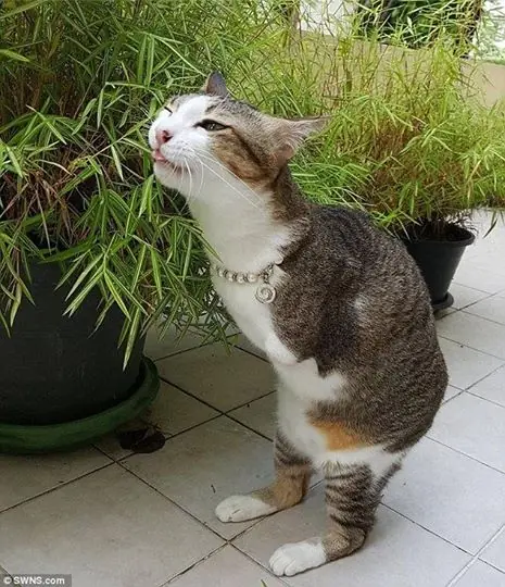 Gato anda como un canguro tras perder patas electrocutado