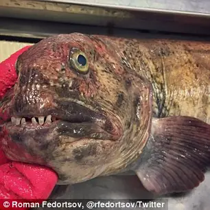 Bicharracos horribles que hay en el mar y que nunca viste Bicharracos horribles que hay en el mar y que nunca viste