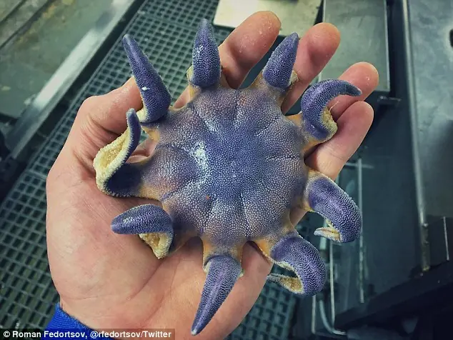 mar mar