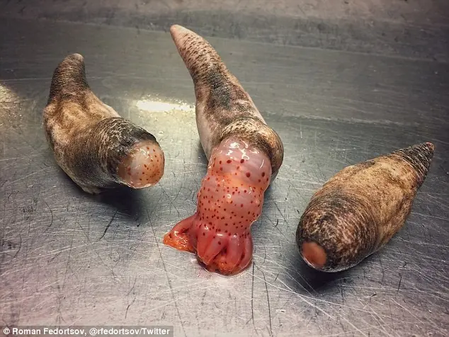 Bicharracos horribles que hay en el mar y que nunca viste Bicharracos horribles que hay en el mar y que nunca viste