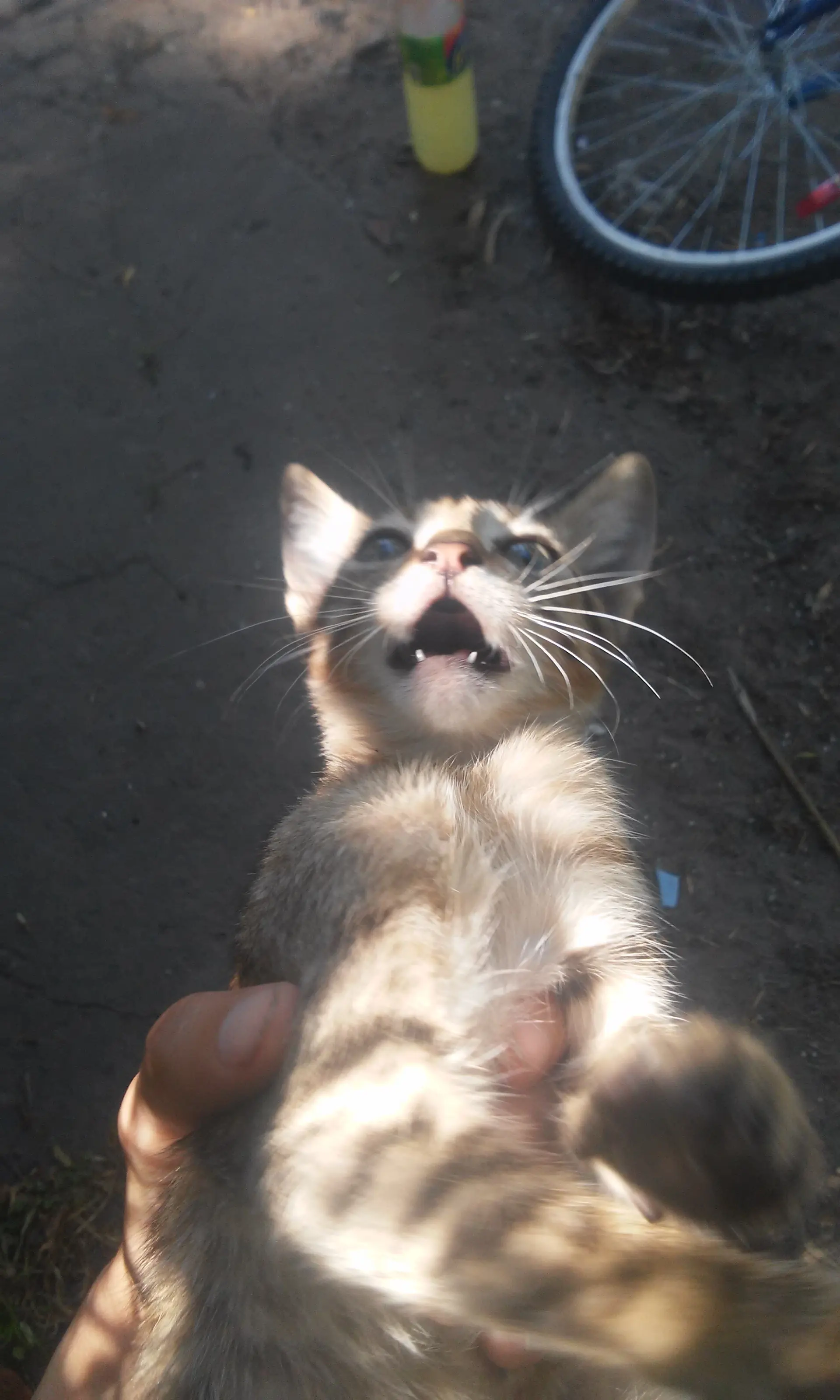 gatitos gatitos