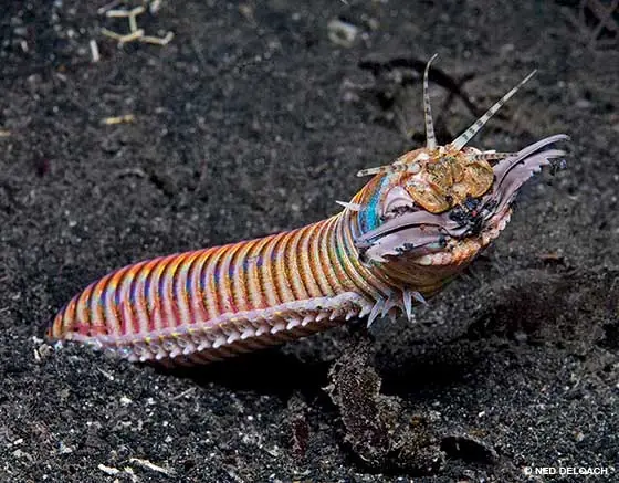 Monstruos De La Vida Real!