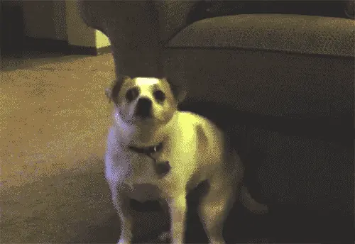 Shout Gif
