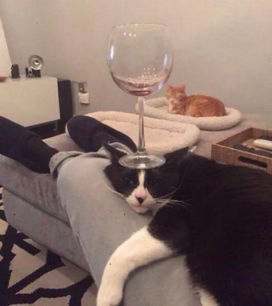 imagenes para animar la tarde