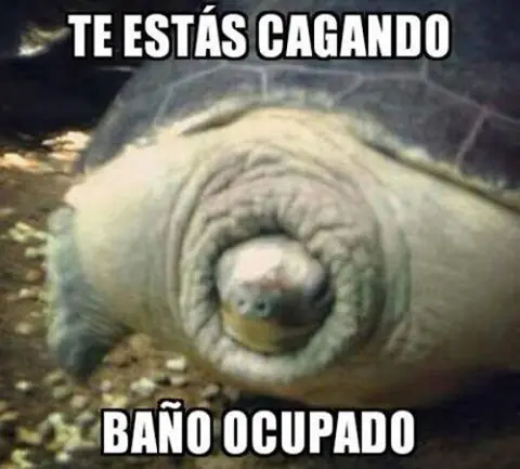 HUMOR