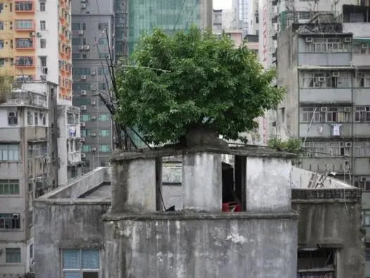 En china conviene ser árbol,que perro En china conviene ser árbol,que perro