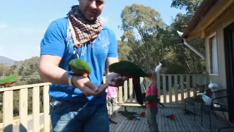 alimentando aves