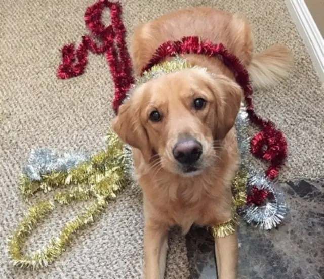 25 perros enemigos declarados de la Navidad