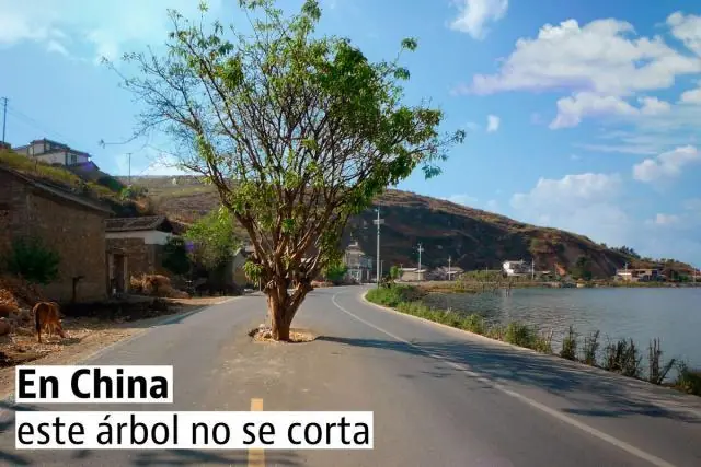 En china conviene ser árbol,que perro En china conviene ser árbol,que perro
