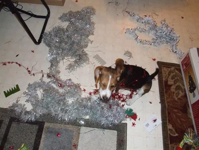 25 perros enemigos declarados de la Navidad