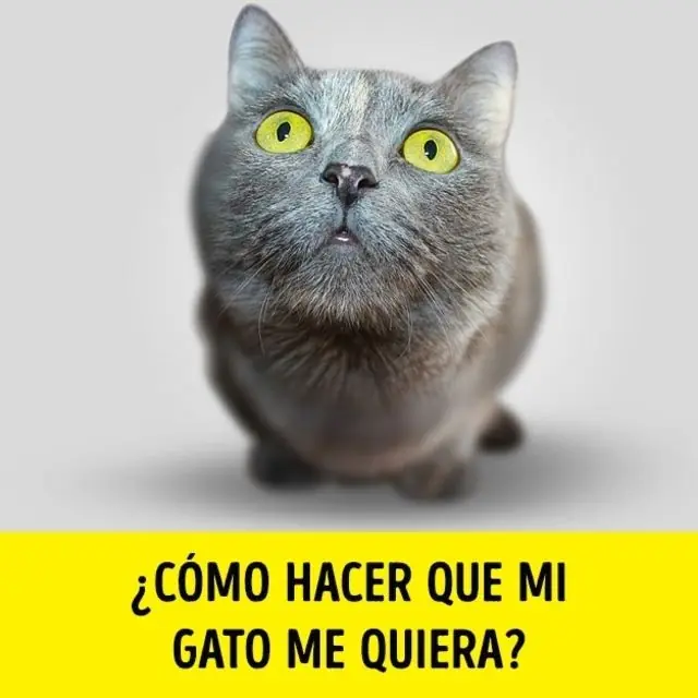 Las 15 preguntas más estupidas buscadas en Google