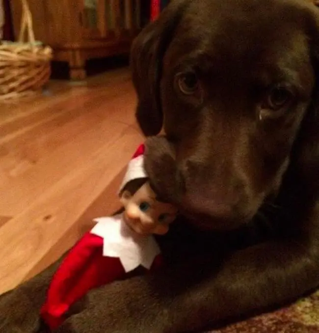 25 perros enemigos declarados de la Navidad