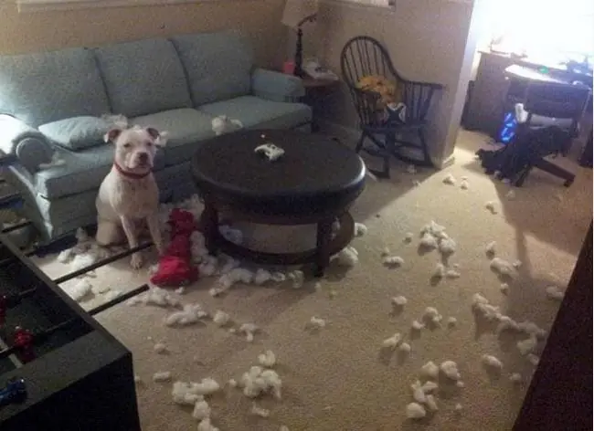 perros y sus travesuras