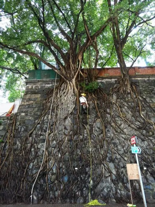 arboles arboles