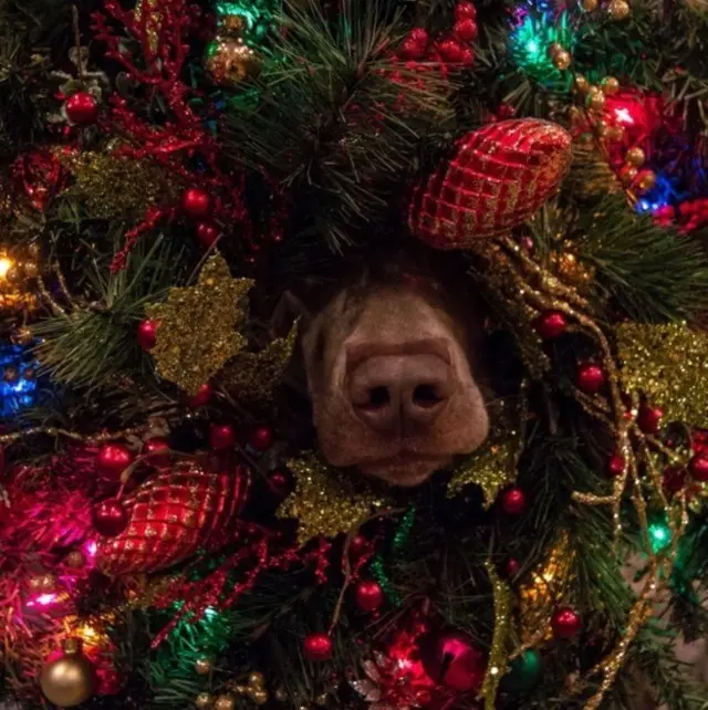 25 perros enemigos declarados de la Navidad
