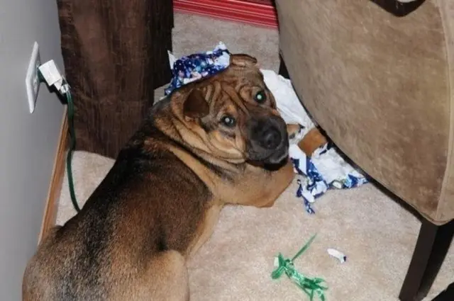 25 perros enemigos declarados de la Navidad