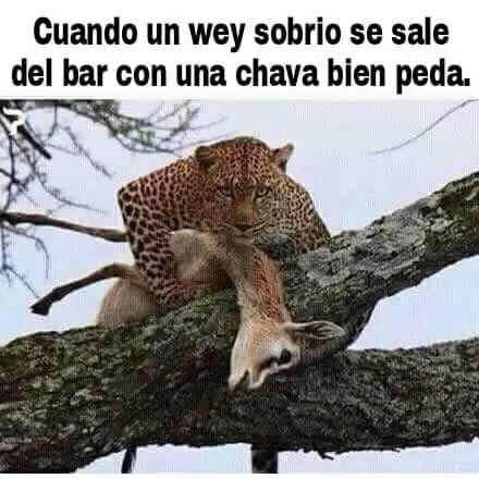 Taringa