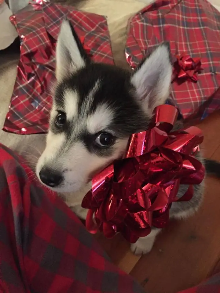 navidad 2016