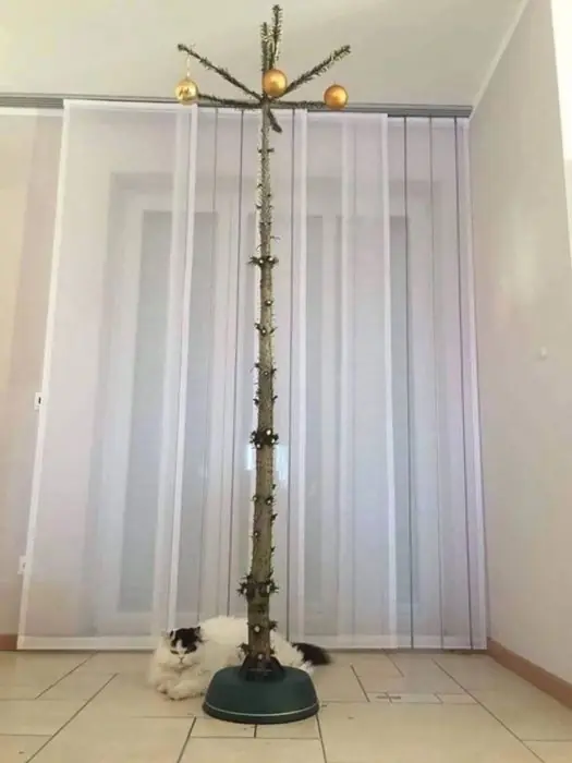 arbol