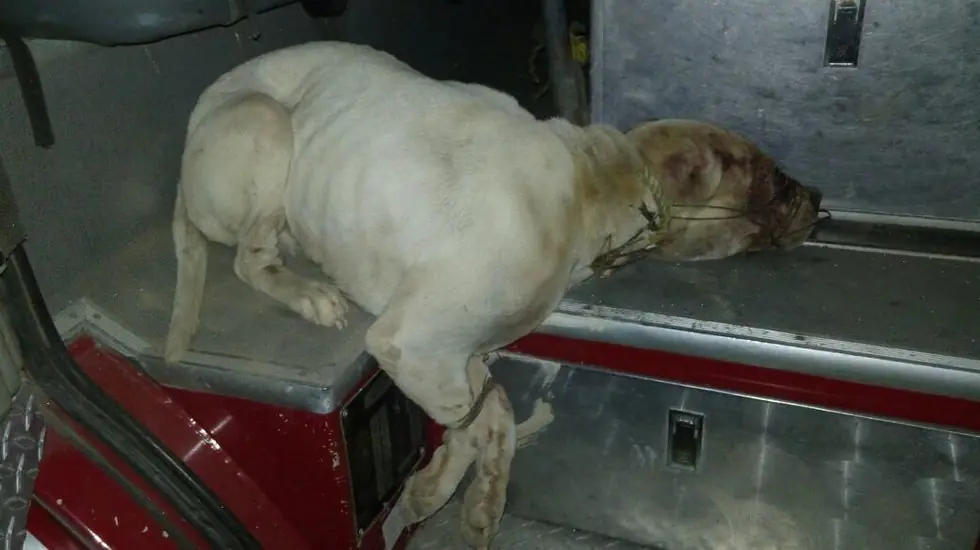 Linchan a un pitbull por intentar atacar a un menor Linchan a un pitbull por intentar atacar a un menor