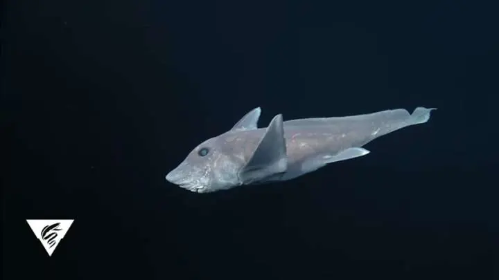 Graban, por primera vez, a un tiburón fantasma