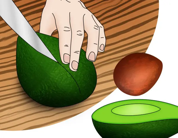 arbol de palta